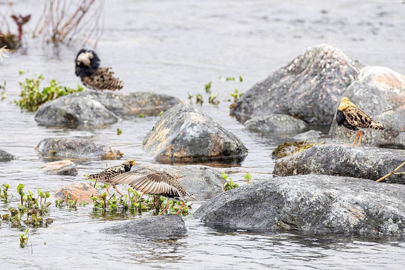Ruff (Calidris pugnax), small group of males on stones in a river, Varanger, Finnmark, Norway