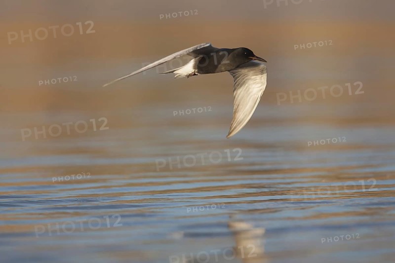 Black Tern (Chlidonias niger) flying, California, USA