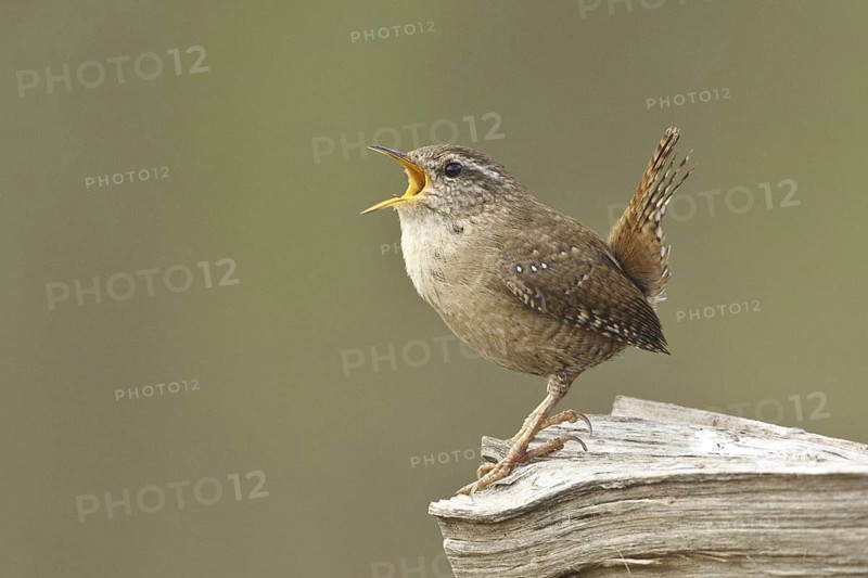 Eurasian Wren (Troglodytes troglodytes) singing, Rhineland-Palatinate, Germany