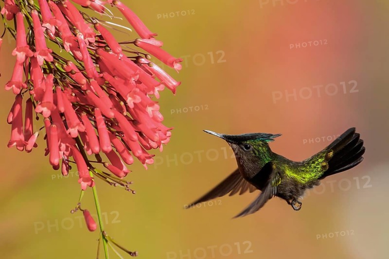 Antillean crested hummingbird (Orthorhyncus cristatus) flying and feeding at a flower on the Caribbean Island of Martinique
