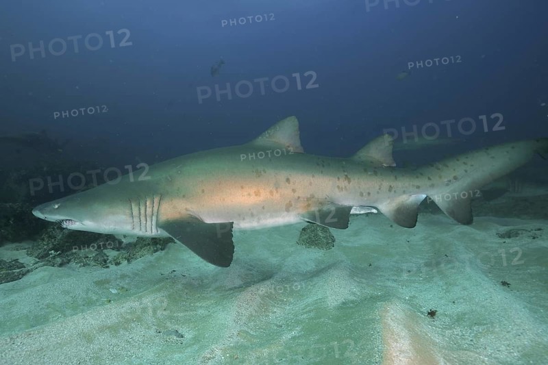 Sand tiger shark (Carcharias taurus)
