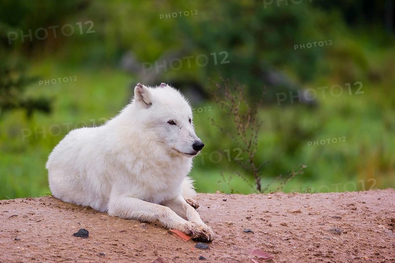 An Arctic wolf (Canis lupus arctos) rests on a small hill