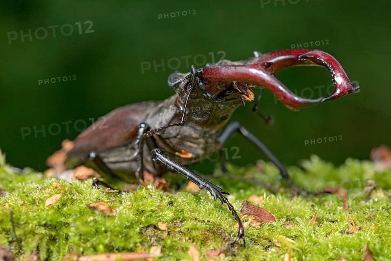 Stag beetle (Lucanus cervus), horned beetle, fire beetle, male with large mandibles, upper jaw, antlers, in the forest on moss on a tree stump, endangered species, species protection, nature conservation, rare, Raumertswald, Vogelsberg Volcanic Region nature park Park, Nidda, Wetterau, Hesse, Germany