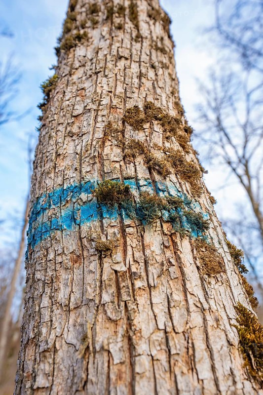 Close-up of tree bark with blue markings and moss, Hermann Hessebahn forest pasture compensation project, Gechingen district of Calw, Germany
