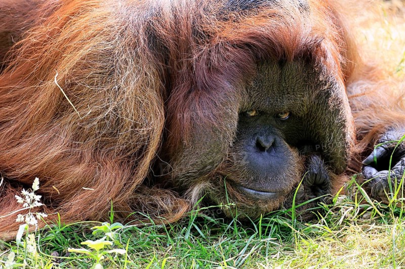 Borneo Orang Utan (Pan Paniscus), adult, male, portrait, vigilant, endangered species, captive, Borneo, Malaysia