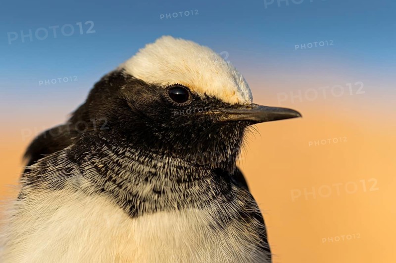 Kappensteinschmätzer, Oenanthe monacha, Hooded Wheatear, Traquet à capuchon, Collalba Monje