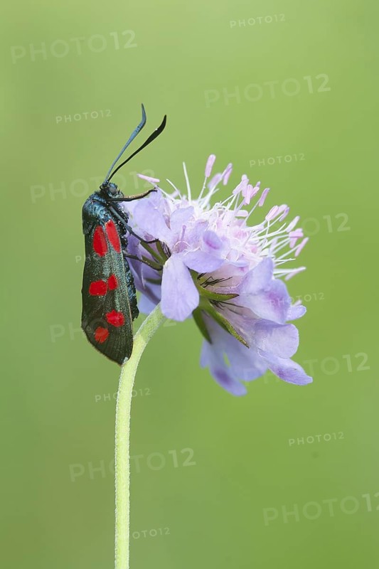 Zygaena filipendulae - Six-spot Burnet - Sechsfleck-Widderchen, Germany (Baden-Württemberg), imago