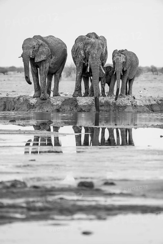 African elephant (Loxodonta africana), group with young animal drinking at waterhole, reflection, black and white photograph, Nxai Pan National Park, Botswana