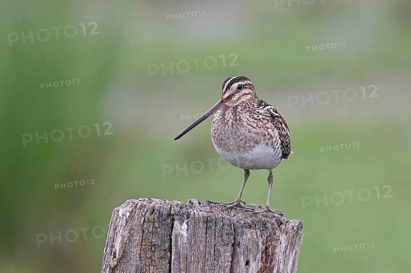 Snipe (Gallinago gallinago), standing on fence posts of a pasture, on moorland, snipe birds, wildlife, nature photography, Ochsenmoor, Naturpark Dümmer See, Hüde, Lower Saxony, Germany