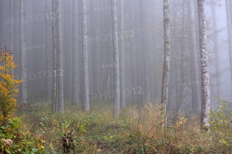 Birch trees in early morning mist. Autumn mood at lake Almsee, Grünau, Austria, Totes Gebirge