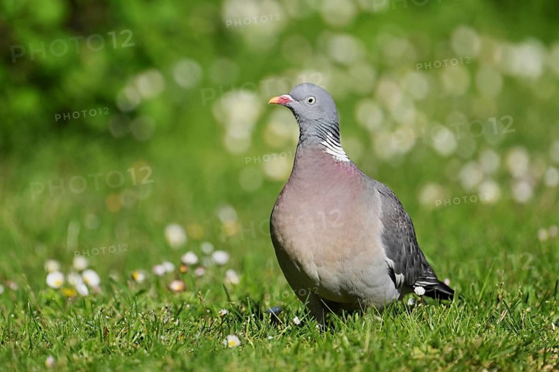 Woodpigeon (Columba palumbus), Lake Neusiedl National Park, Seewinkel, Burgenland, Austria