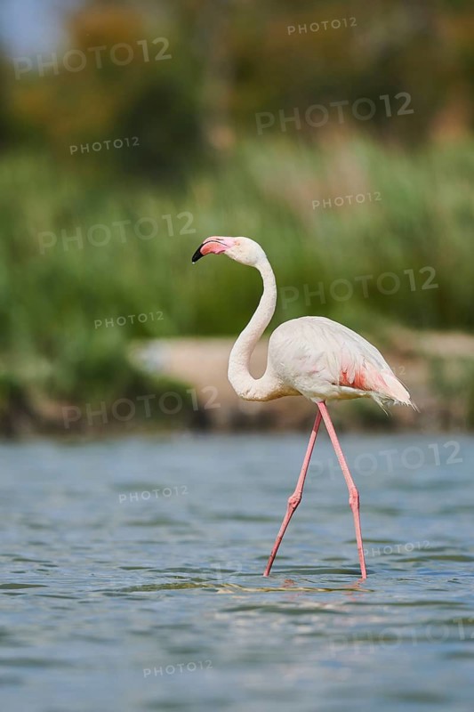 Greater Flamingo (Phoenicopterus roseus) walking in the water, Parc Naturel Regional de Camargue, France