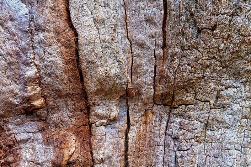 Bark structures, Primeval forest Urwald Sababurg, Weser Uplands, Weserbergland, Hesse, Germany