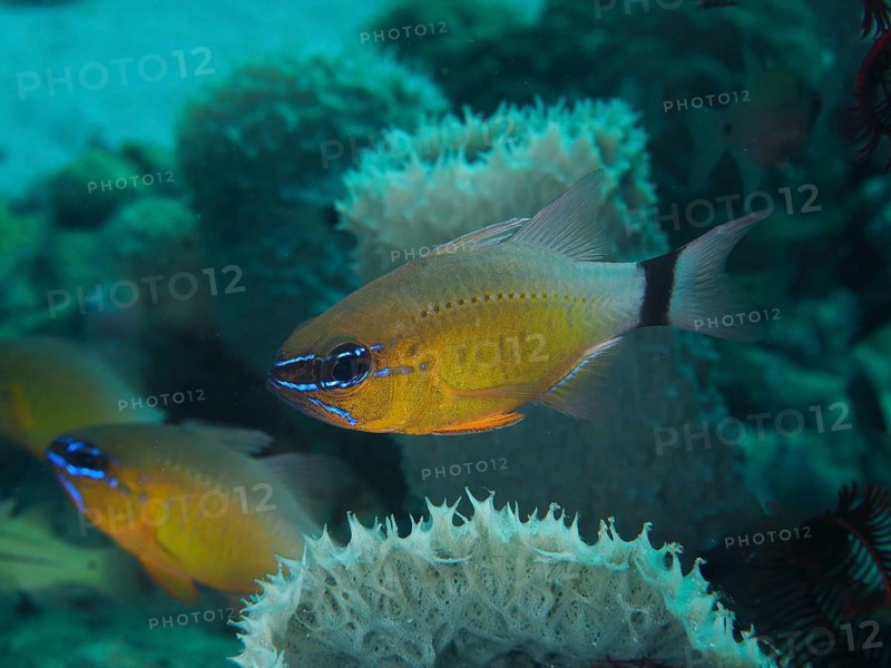 Golden orange fish, black-banded cardinalfish, sun cardinalfish (Ostorhinchus aureus) (Apogon aureus), swimming over a coral reef in clear water, dive site Close Encounters, Permuteran, Bali, Indonesia