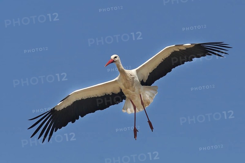 White Stork (Ciconia ciconia) flying, Portugal