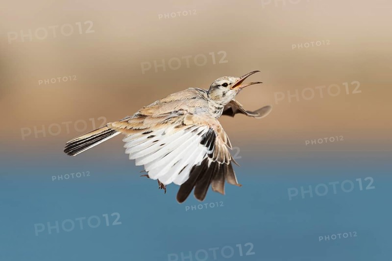 Greater Hoopoe-Lark (Alaemon alaudipes) juvenile flying, Eilat, Israel