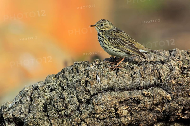Meadow Pipit (Anthus pratensis) perched on an old tree trunk, Andalusia, Spain