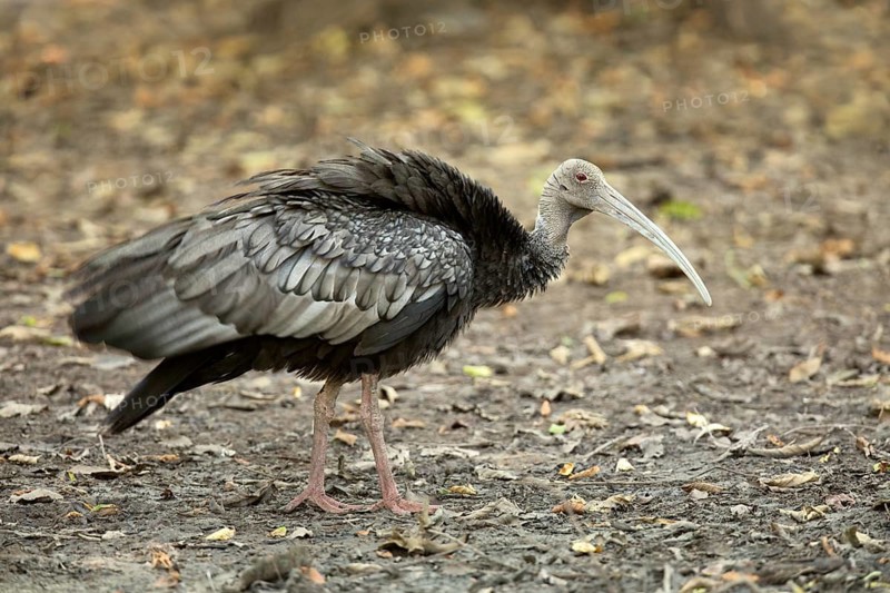 Giant Ibis (Pseudibis gigantea), Preah Vihear, Cambodia