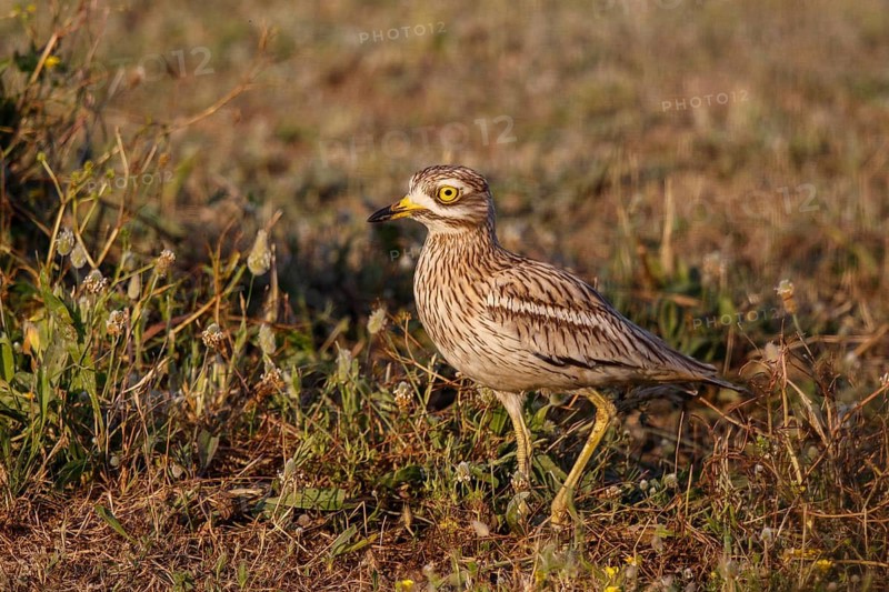 Eurasian Stone-curlew (Burhinus oedicnemus), Mallorca, Spain