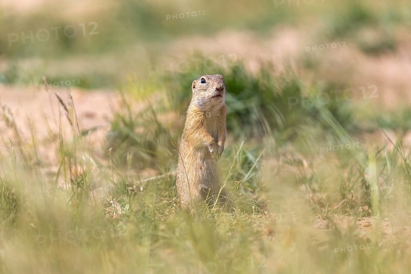 One European ground squirrel (Spermophilus citellus) or European souslik standing erected in tall grass feeding on seeds and looking for enemies