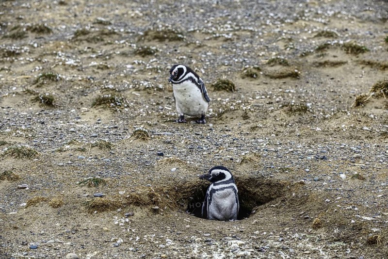 Two Magellanic penguins resting on a sandy ground: one looks out attentively from its protected burrow, Punta Arenas, Chile