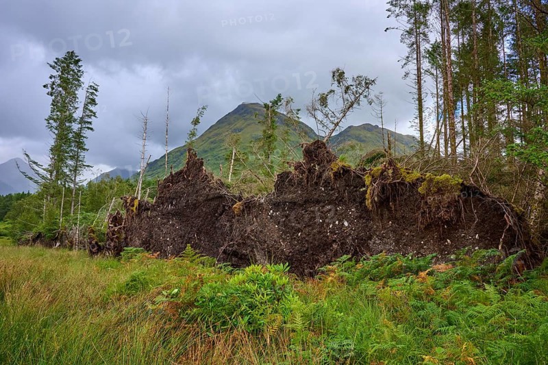 Exposed root structures of fallen trees under cloudy skies, Loch Etive, Argyll and Bute, Scotland, United Kingdom, Great Britain