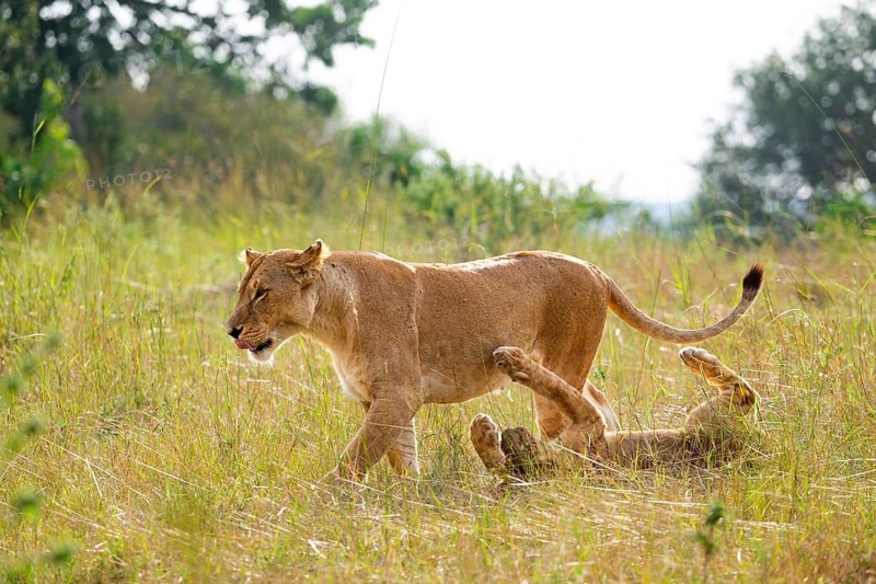Lioness (Panthera leo) and playful young in the grass, Serengeti National Park, Tanzania