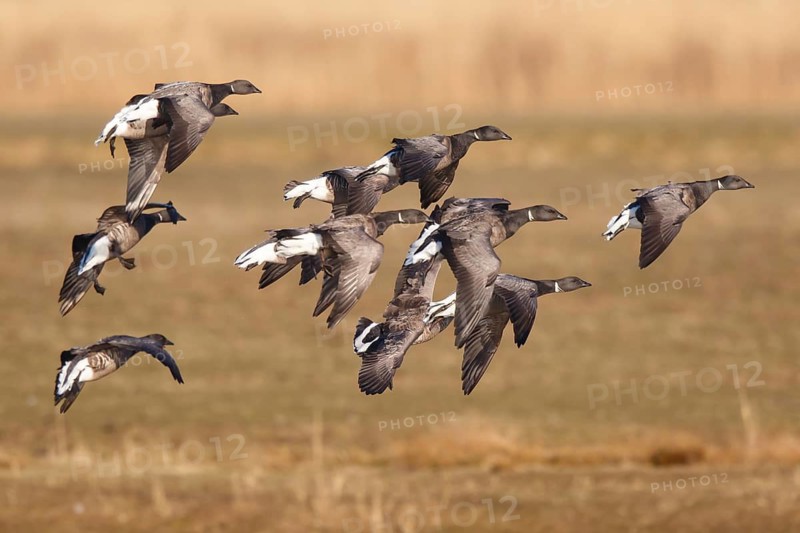 Brant Goose (Branta bernicla) group flying, Netherlands