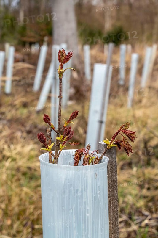 Reforestation in the Arnsberg Forest near Rüthen-Nettelstädt, Soest district, young trees in protective covers to protect the plants from browsing by game, on the site of a spruce forest that had died and been felled due to heavy bark beetle infestation, North Rhine-Westphalia, Germany