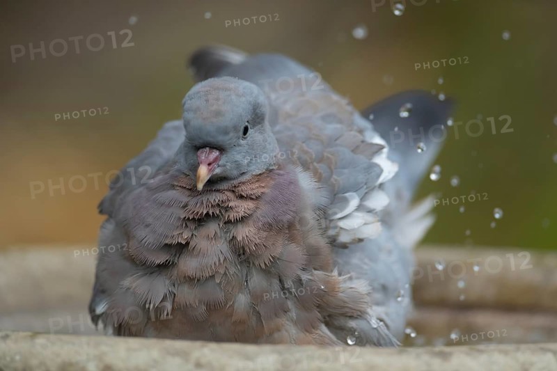 Wood pigeon (Columba palumbus) adult bird bathing in a garden bird bath in summer, Suffolk, England, United Kingdom