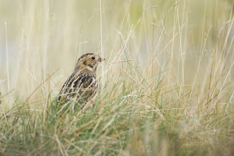 Lapland Longspur - Spornammer - Calcarius lapponicus ssp. lapponicus, Germany
