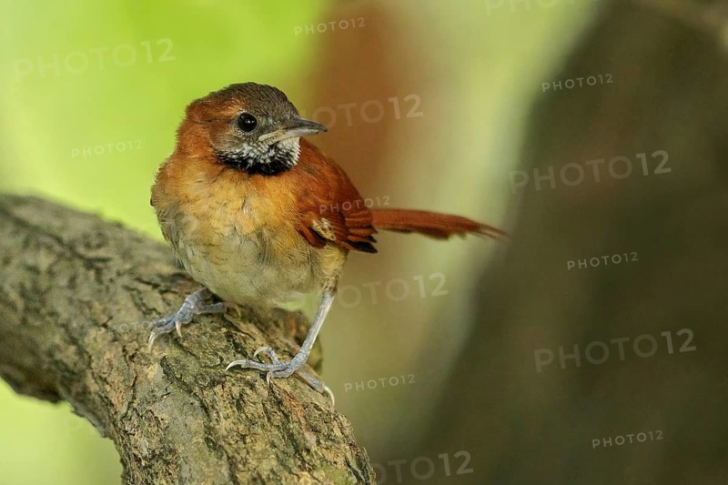Hoary-throated Spinetail (Synallaxis kollari) perched on a branch in the grasslands of Guyana