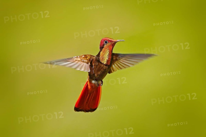 Red hummingbird fight. Red and yellow Ruby-Topaz Hummingbird, Chrysolampis mosquitus, flying with open wings, frontal look with glossy orange head, spread tail, Tobago Island, Trinidad and Tobago