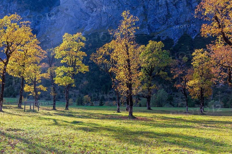 Nature conservancy area Grosser Ahornboden. Sycamore maple trees, Acer pseudoplatanus, in autumn. Karwendel mountains, Austria