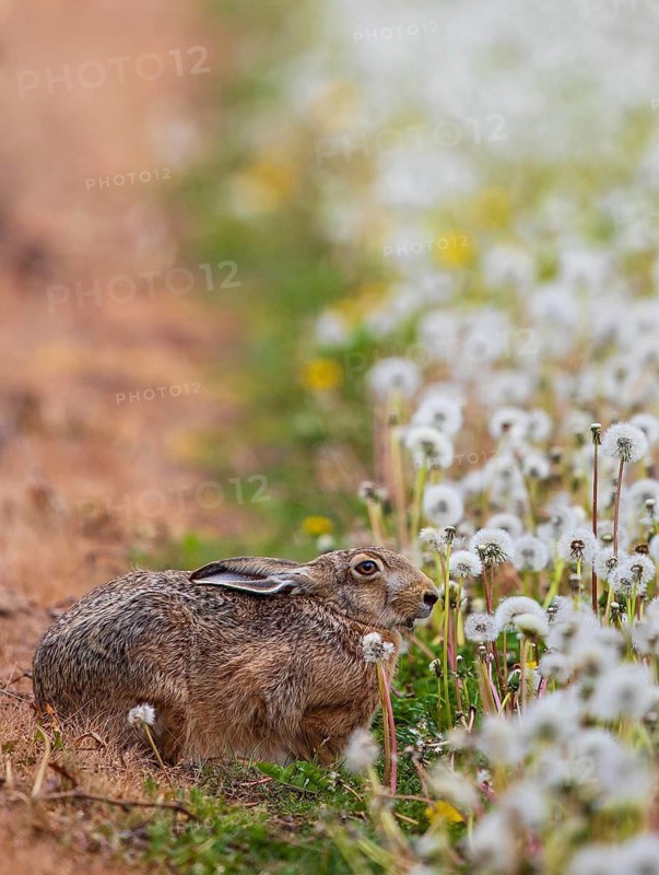 Feldhase (Lepus europaeus) sitzt in Wiese aus Löwenzahn (Taraxacum officinale), Schleswig-Holstein, Deutschland