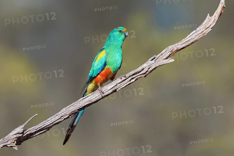 Mulga Parrot (Psephotellus varius) male perched on a branch, New South Wales, Australia