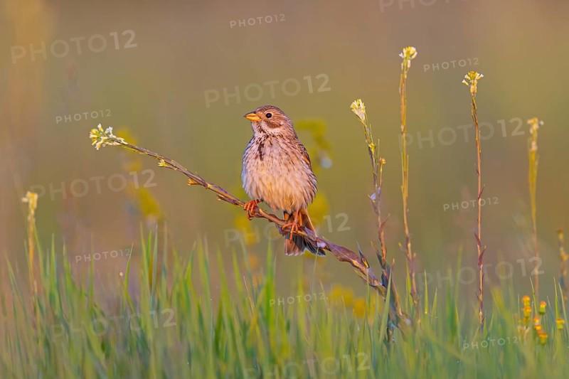Corn Bunting, Miliaria calandra, Emberiza calandra, Bruant proyer, Triguero, Bad D¸rkheim district, Erpolzheim, Rhineland-Palatinate, Germany