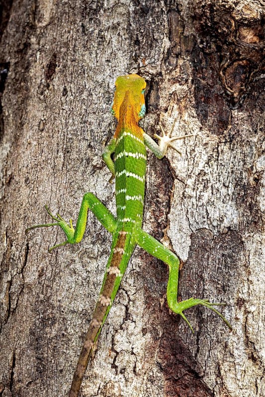 A green and orange lizard climbs sideways on a tree trunk in its natural environment, Indian garden lizard at Sigiriya in Sri Lanka (Calotes versicolor)