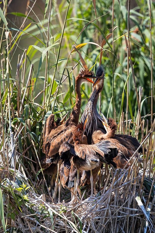 Purple Heron (Ardea purpurea) with juveniles in nest, Baden-Wuerttemberg, Germany