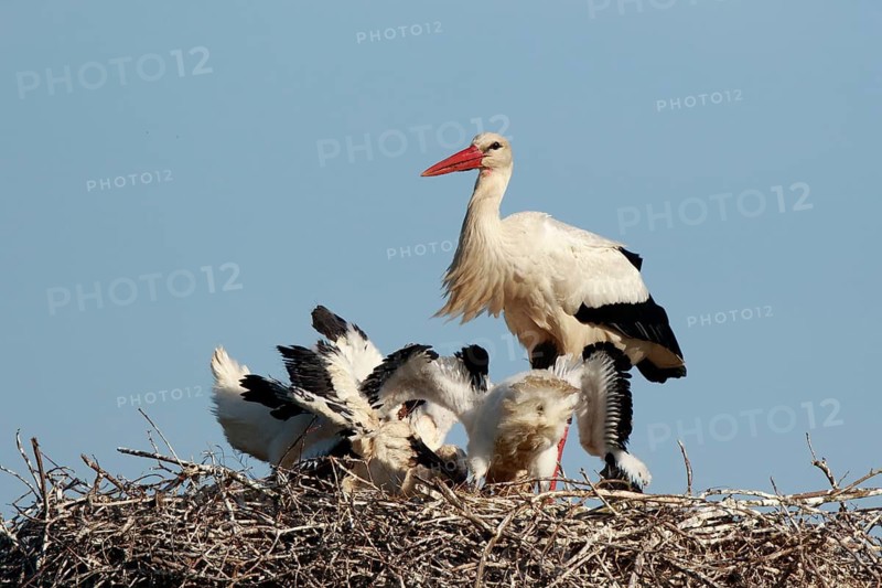 White Stork (Ciconia ciconia) with chicks in nest, North Rhine-Westphalia, Germany