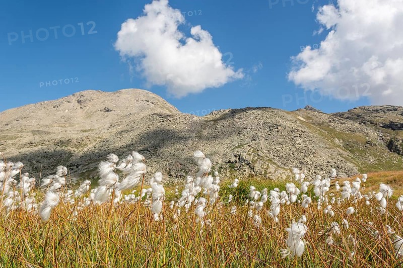 Cotton grass meadow in the Alps in a valley of the Gran Paradiso National Park. Valsavaranche, Aosta, Italy