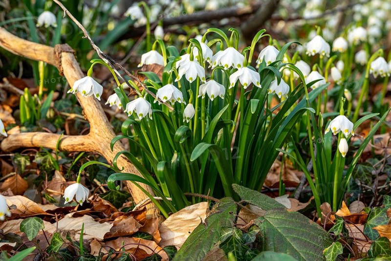 Close-up of spring knotweed (Leucojum vernum) in the forest, also known as marzenbecher, in picturesque evening light at flowering time in spring, Schweineberg nature reserve, Hameln, Lower Saxony, Germany