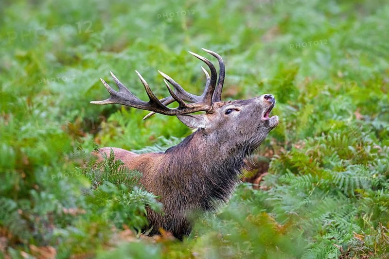 Red deer (Cervus elaphus) stag bellowing among bracken at forest's edge during the rut in autumn, fall in England, UK