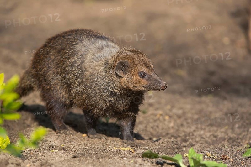 One common kusimanse (Crossarchus obscurus), also known as the long-nosed kusimanse, cusimanse or dwarf mongoose, walking over soil in bright sunshine. Some green plants around