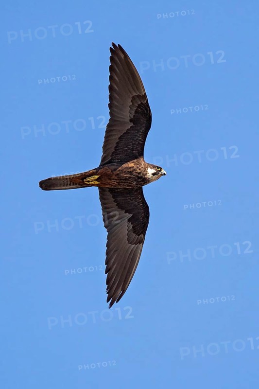 Eleonora's Falcon (Falco eleonorae) male flying, Sardinia, Italy