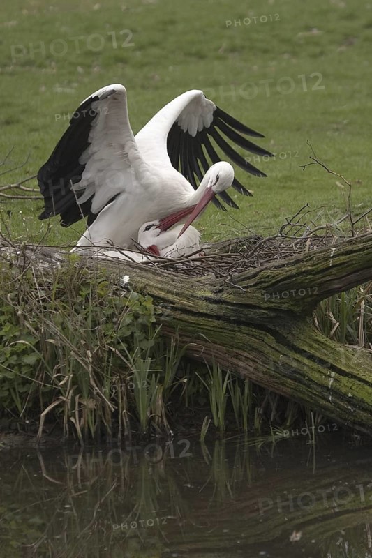 White Stork (Ciconia ciconia) pair mating, North Rhine-Westphalia, Germany