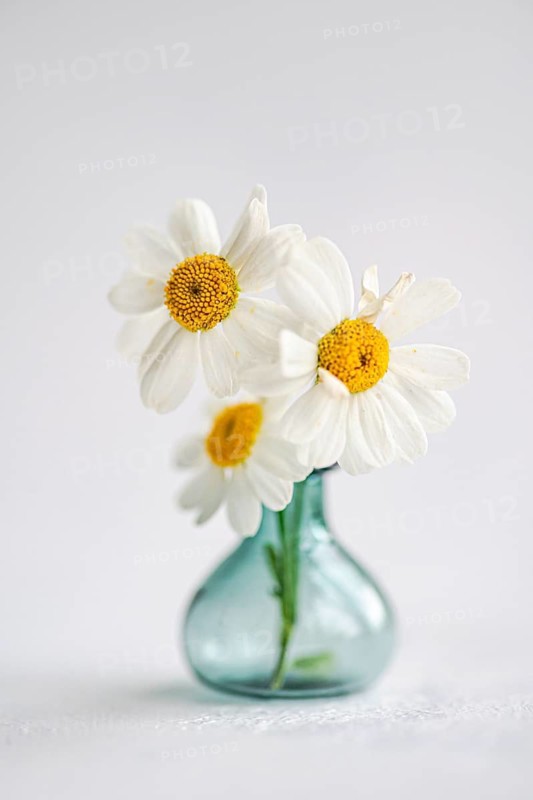 Close-up of fresh summer daisies arranged in a small blue vase sitting on a white surface, enhancing the interior with their simple beauty and natural elegance