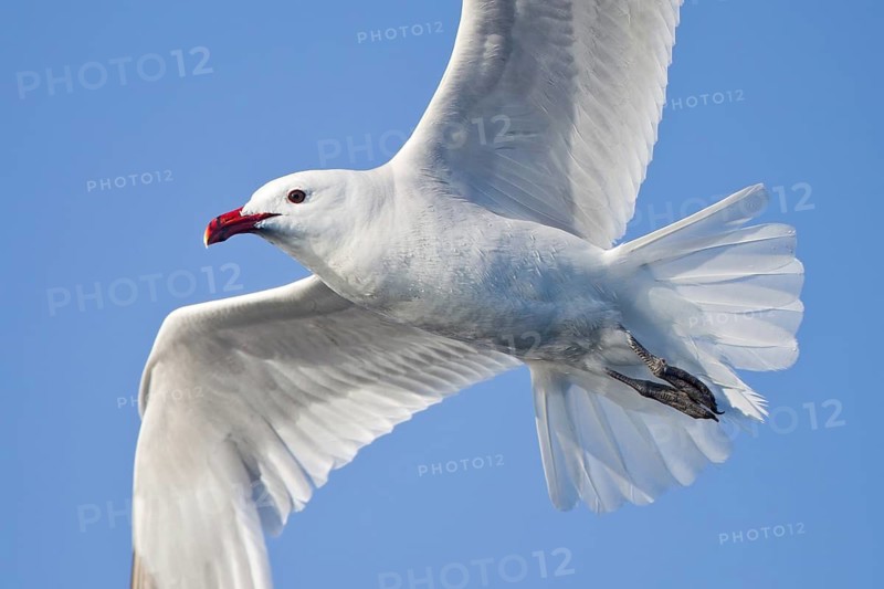 Audouin's Gull (Ichthyaetus audouinii) flying, Portugal