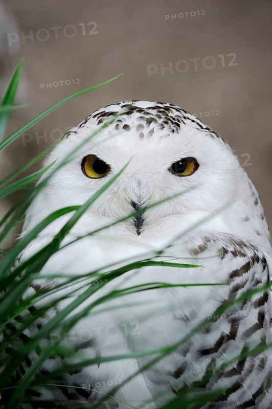 Snowy owl (Bubo scandiacus), female, captive, Germany