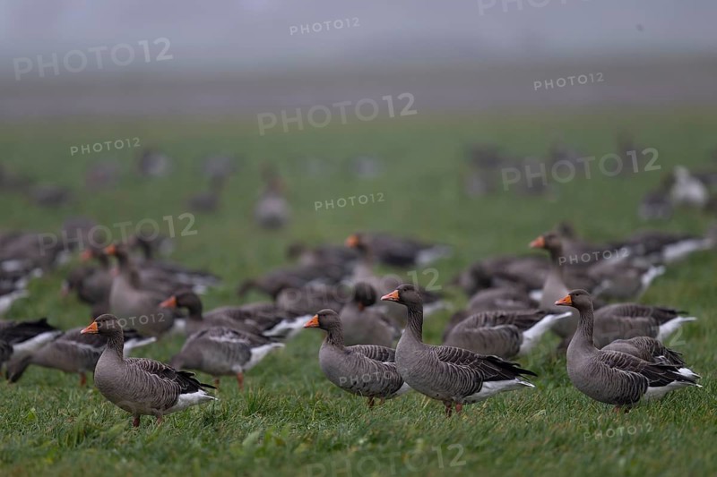 Greylag goose (Anser anser), Texel, Netherlands